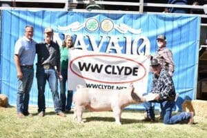 Pig at Navajo County Junior Livestock